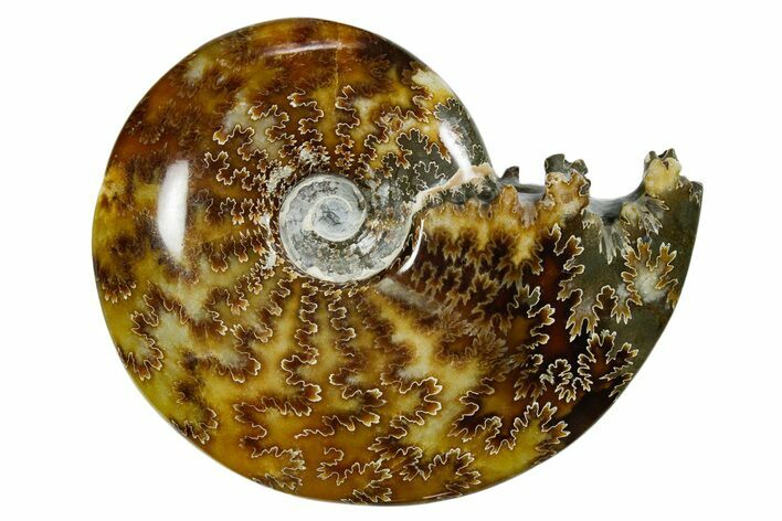 Polished Ammonite (Cleoniceras) Fossil - Madagascar #352372